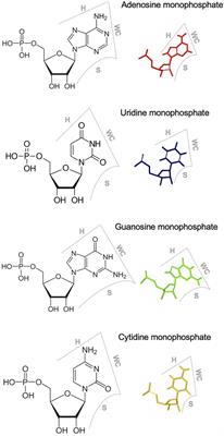 Studies on Viroid Shed Light on the Role of RNA Three-Dimensional Structural Motifs in RNA Trafficking in Plants
